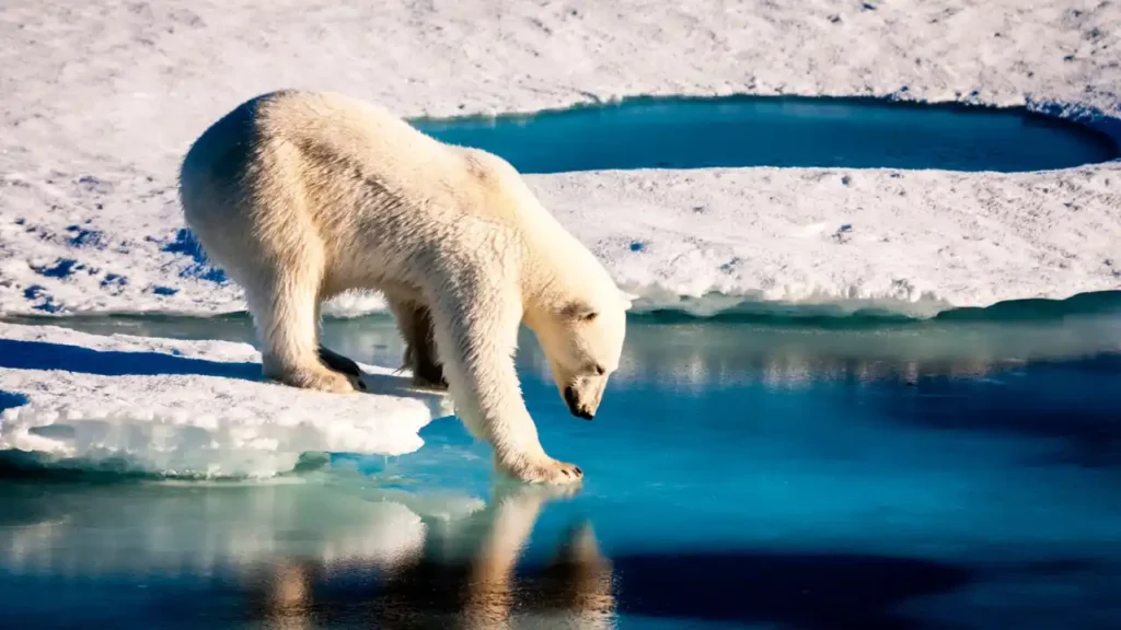 Polar Bear Greenland